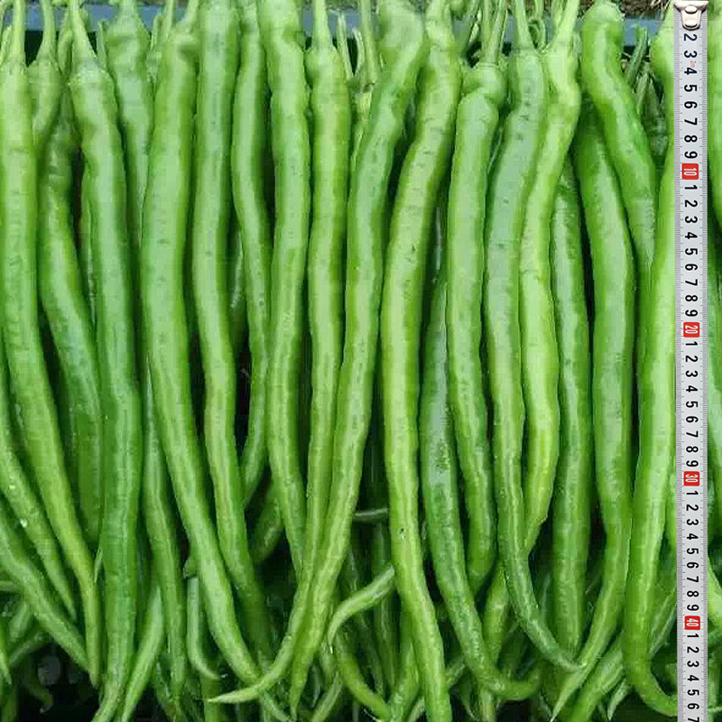 Seed Industry Vegetable seed Subsidiary Hybridization Pepper Line pepper seed VICTORY General Pellicle