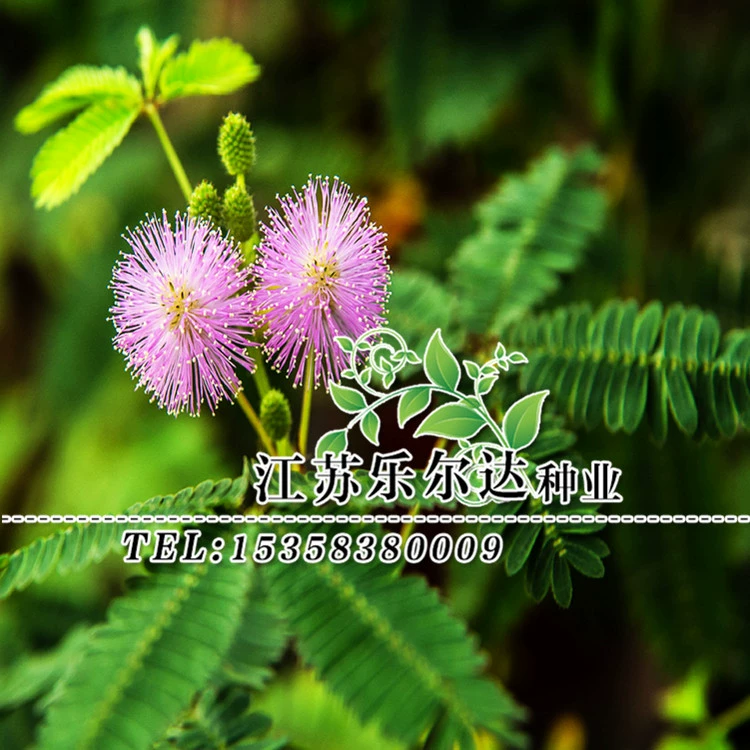 Оптовые травянистые Цветы Семена цветов Семена мимозы декоративные садовые растения Четыре сезона семена горшечных растений