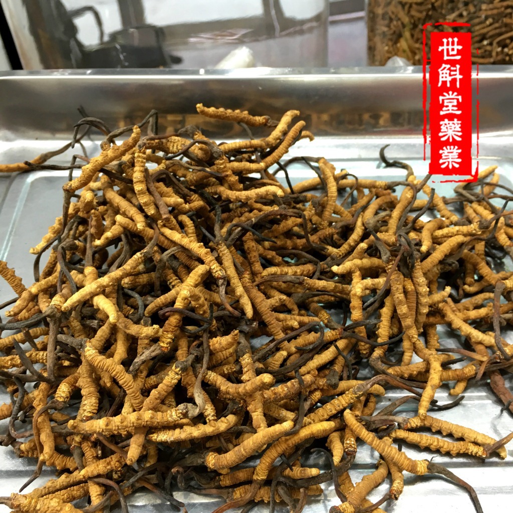 selected Tibet Nagqu Cordyceps wholesale 5 gram Orthodox school Off the grass 2020 New grass