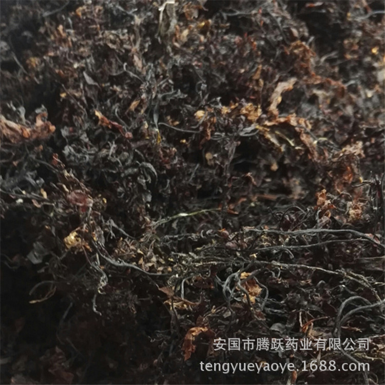 Dried Seaweed Hai Zao Whole Herb Bulk Chinese Medicinal Sea Vegetable for Decoction and Culinary Use overview