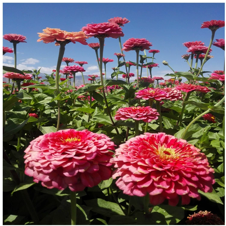 Zinniao семена шаг за шагом Zinniao двор просмотр цветов может создать море цветов с полным сортов и большое количество скидка