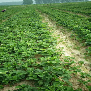 �㽭��ݮ���ع����ò�ݮ�� ����ă�  �¼���ݮ�����l