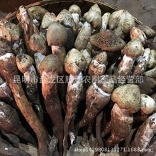 云南特产野生菌鸡枞菌 荔枝菌产地批发 好品质5-7
