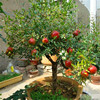 Pomegranate seeds Four Seasons Plant Potted Courtyard Watching Panjing fruit tree seed balcony flowers are easy to plant 20 capsules