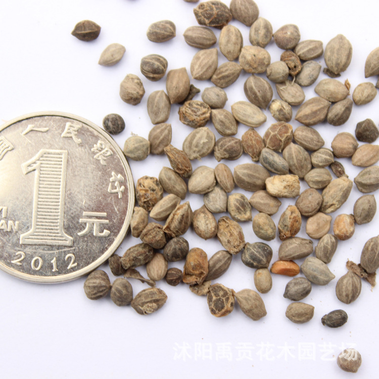 批发优质林木种子 红瑞木种子 当年新采种子 规格齐全 量大优惠