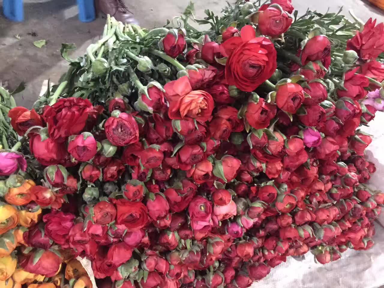 向日葵批发：花海里的温暖笑容