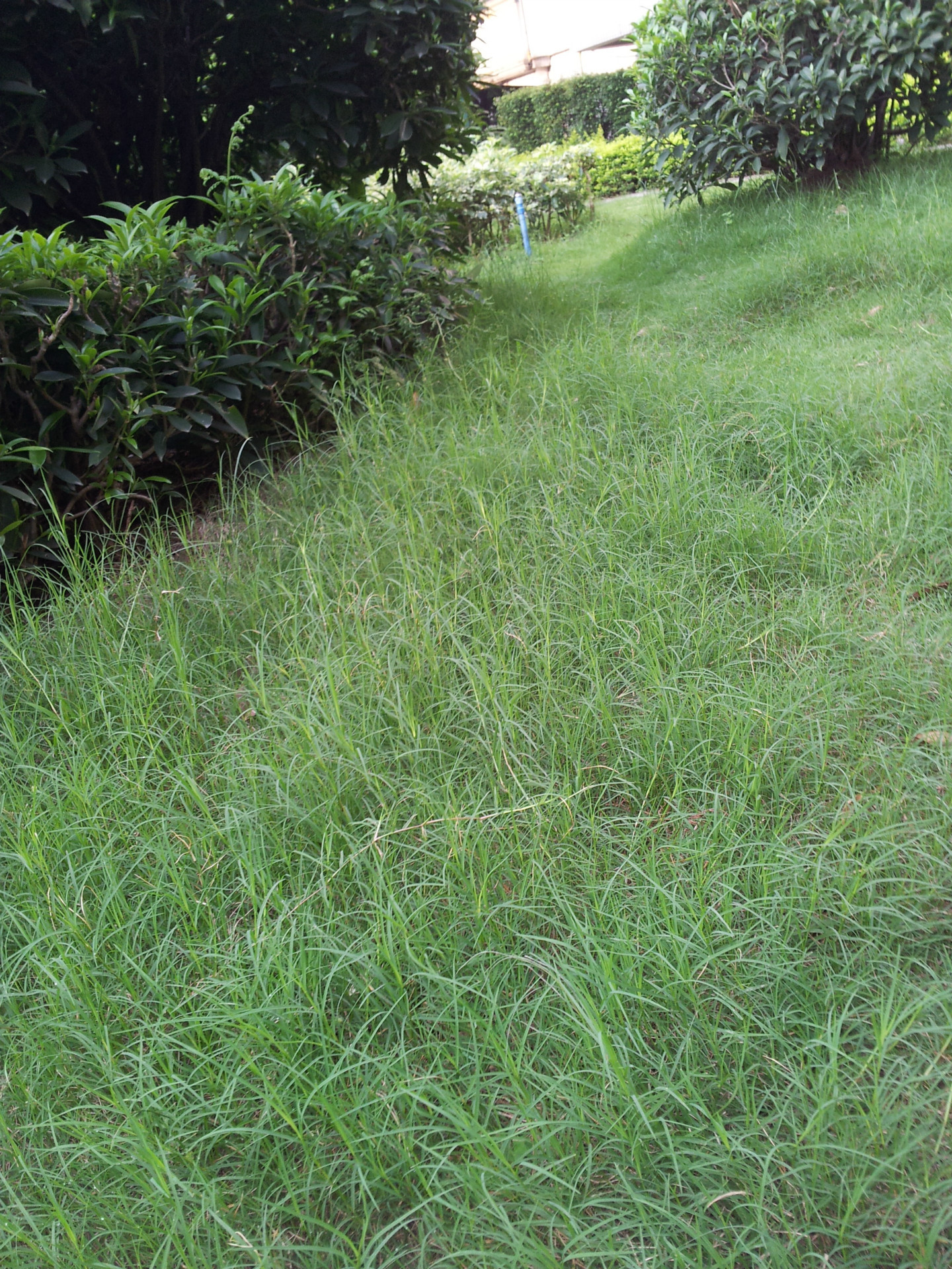 狗牙根成坪 (10)