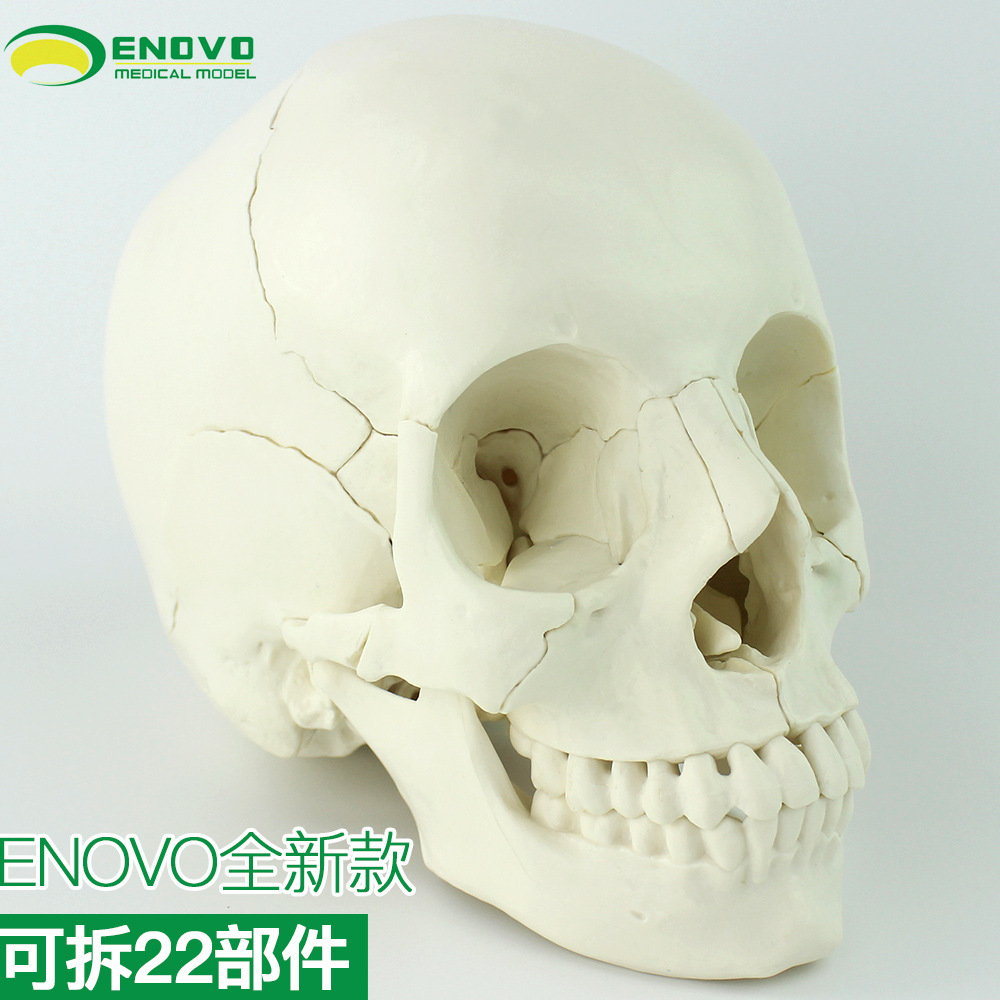 Medicine physiological skull model