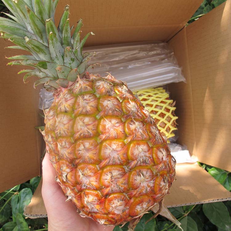 【黑凤梨歌词】_黑凤梨歌词厂家_黑凤梨歌词