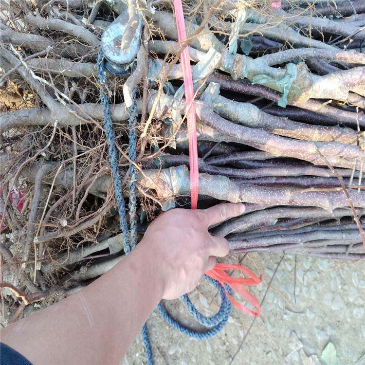 7DB4B8F5956D56DC97798C1481DE69