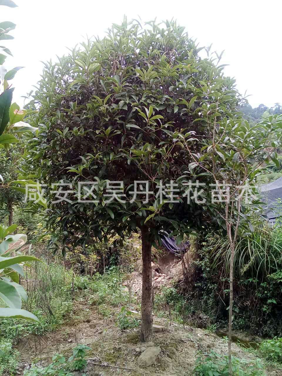 mmexport1504398446104