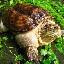 「佛鱷」的圖片搜尋結果