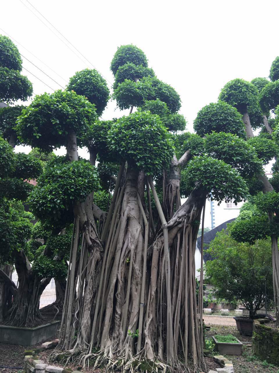 小叶万年青树图片,米兰花,瓜子_大山谷图库
