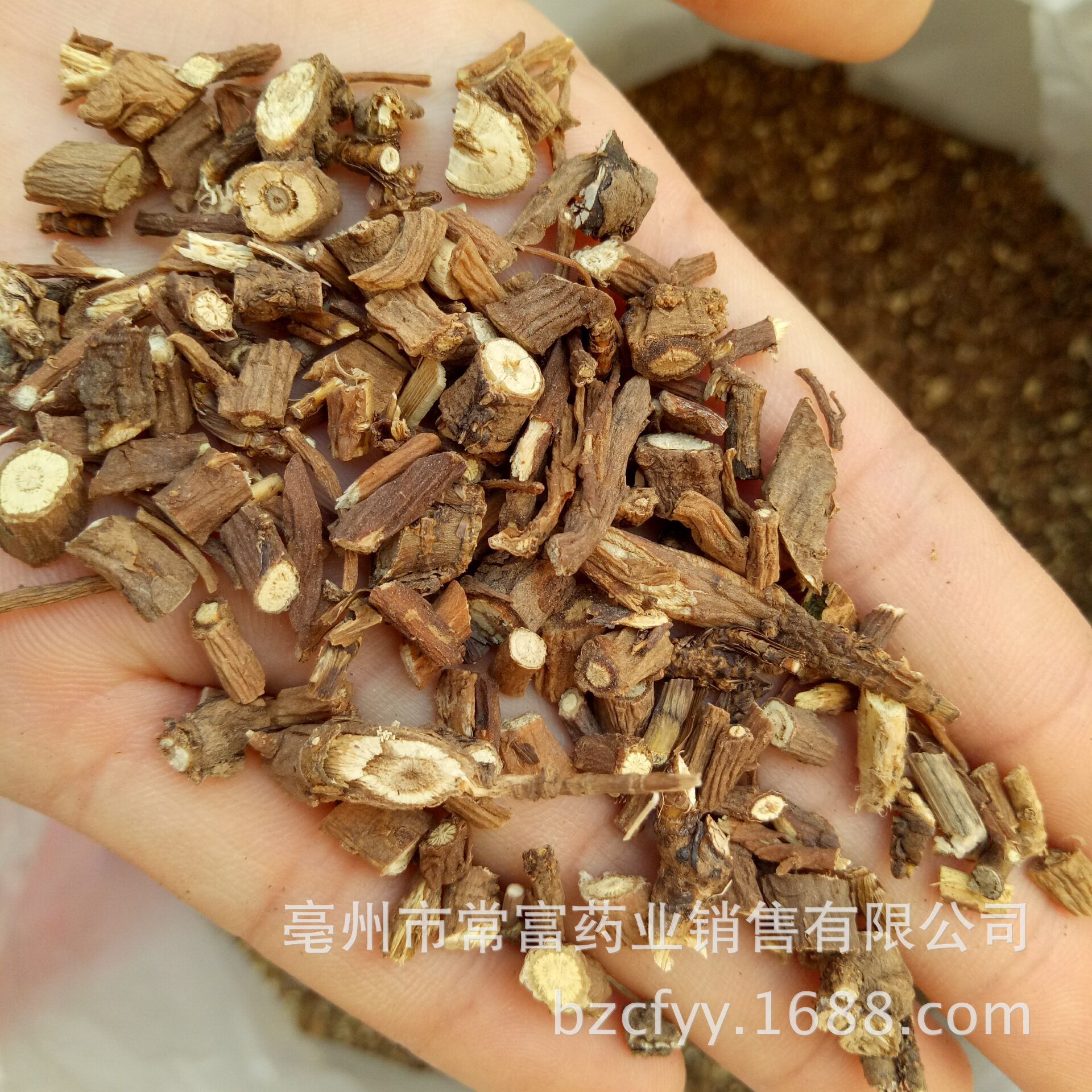 Chai Hu Bupleurum Root Slices 1 lb Dried Chinese Herbal Decoction Pieces for Traditional Herbal Cooking in use
