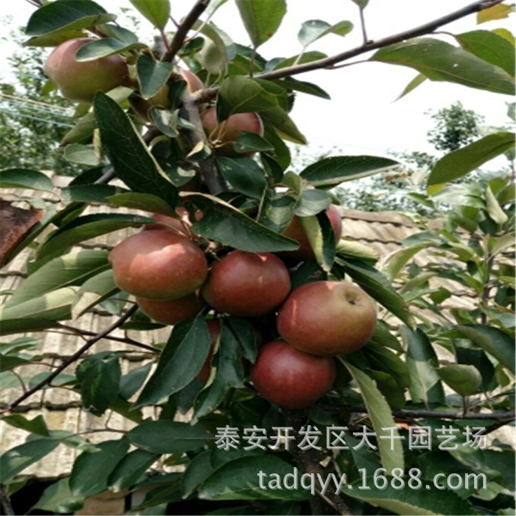矮化苹果树_批发矮化苹果树 鲁丽苹果树免套袋