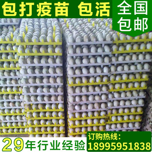 Hubei High -Yield оплодотворенные яичные яичные зеленые ноги оплодотворенные зеленые кожа