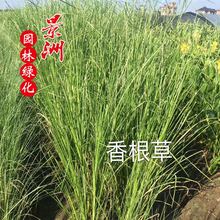 �@�ַN������� ����݃r�� ˮ��ֲ���������� ���~�����l