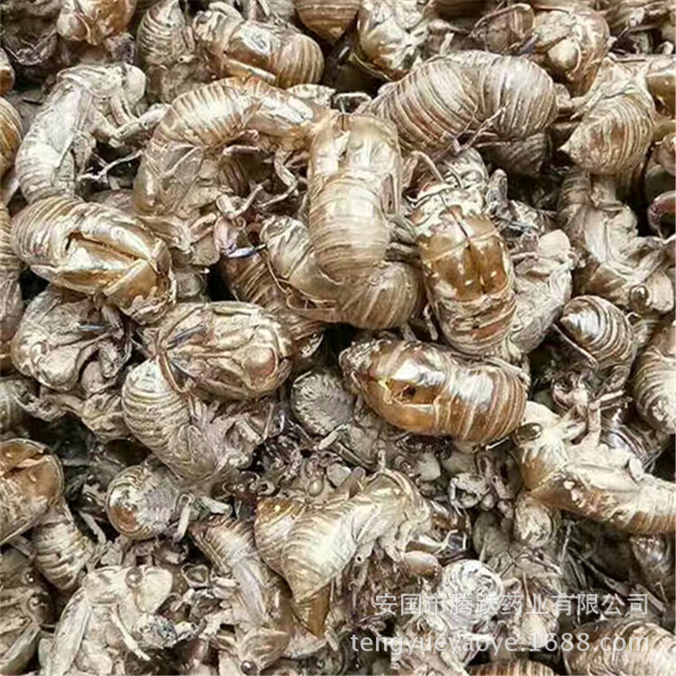 Cicada Slough Chan Tui 蝉蜕 Dried Whole Insect Molt Natural Sun-Dried Traditional Chinese Herb 1000g key features