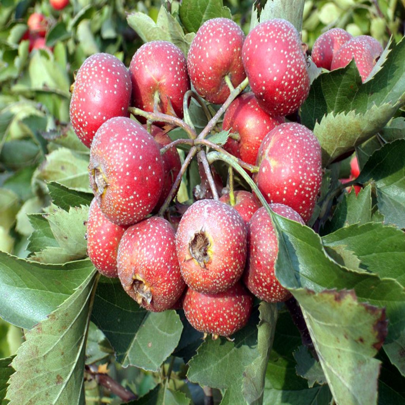 2345_image_file_copy_7_副本