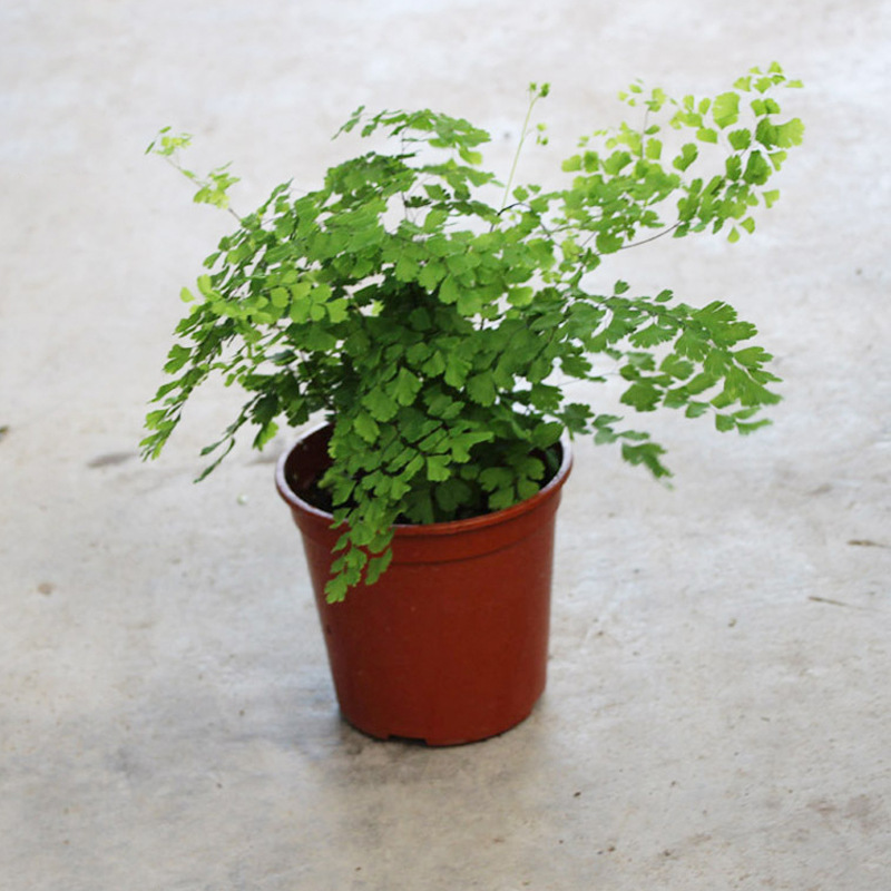 基地直供 蕨类植物小盆栽室内盆栽绿化专用 0 飞雪铁线蕨 阿里巴巴
