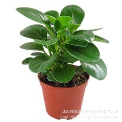青叶碧玉花豆瓣绿 绿植盆栽花卉室内防辐射植物 办公室小盆栽桌面