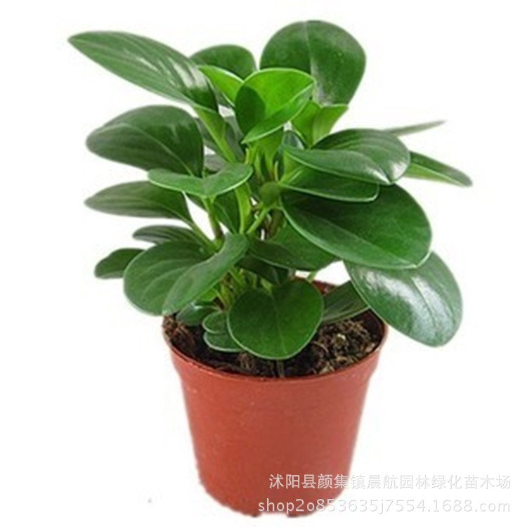 青叶碧玉花豆瓣绿 绿植盆栽花卉室内防辐射植物 办公室小盆栽桌面