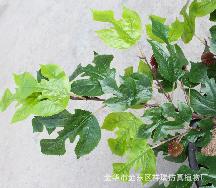 XRB-165构叶四叉枝平面1