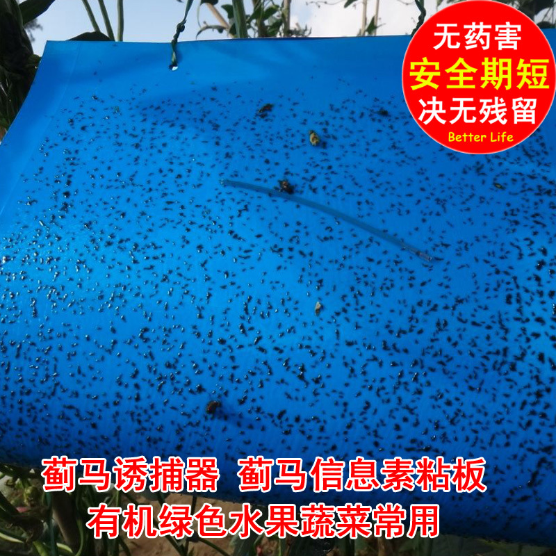 蓟马诱捕器 蓟马信息素粘板 蓟马 蓝板 昆虫性诱剂 出口品质