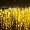 Outdoor waterproof LED Ear of Wheat Golden Harvest reed Scenery engineering Sketch lighting Lighting Lighting