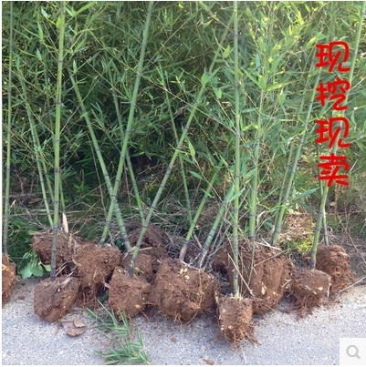 庭院绿化植物竹子苗批发，青竹、紫竹、罗汉竹等多种品种可选