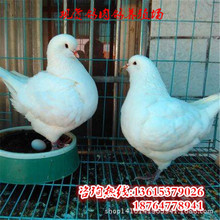 肉鸽什么价格_今日最新肉鸽什么价格行情走势