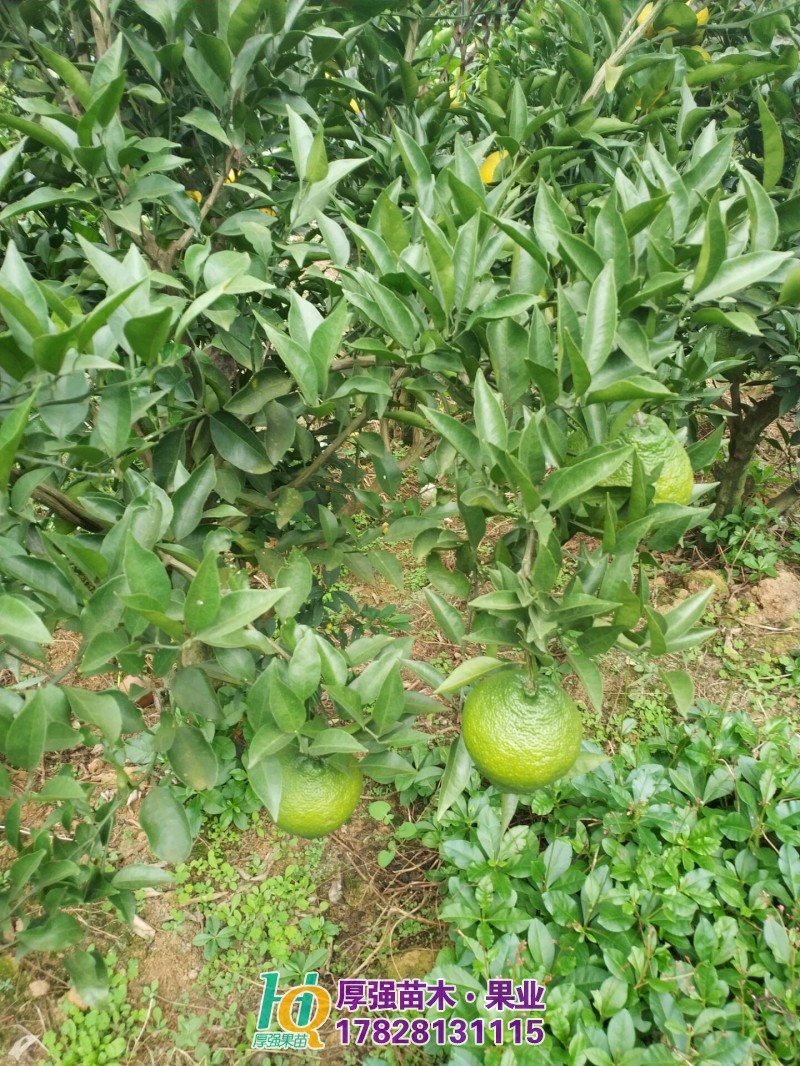 柑橘苗价格 四川柑橘苗批发 四川柑橘苗