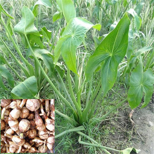 �������l �ȹ�  ��β�� ����  ˮ��а��Nֲ�B�o�S�����ӏS��ֱ�N