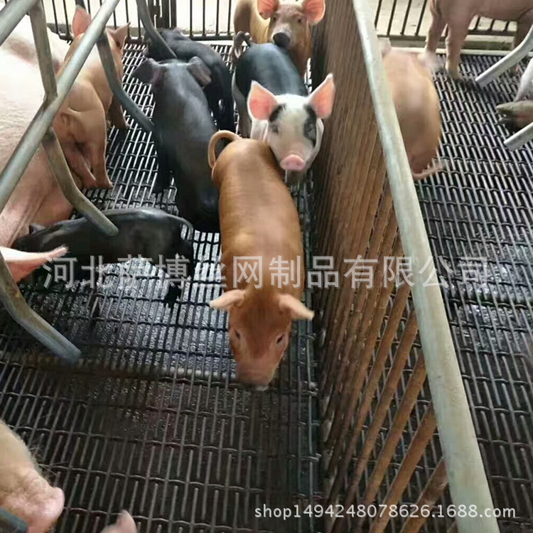 厂家直销湖南衡阳猪床漏粪网 铁丝轧花保育床 铁丝编织漏粪网