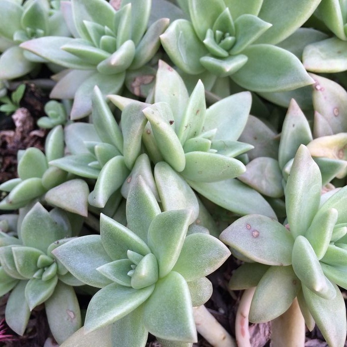 天羽多肉砍头苗银冬云多肉种苗批发多肉植物 阿里巴巴