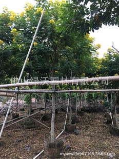 ��1200��7�����S���䡢2.2-2.5�׷�֦���ڷ�M����