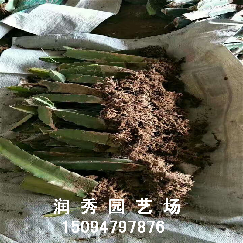 火龙果