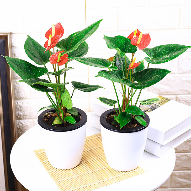 Potted Flowers Anthurium Pink Palm White Palm Flowering All Seasons Potted Plants In The Office Dered With Flowers