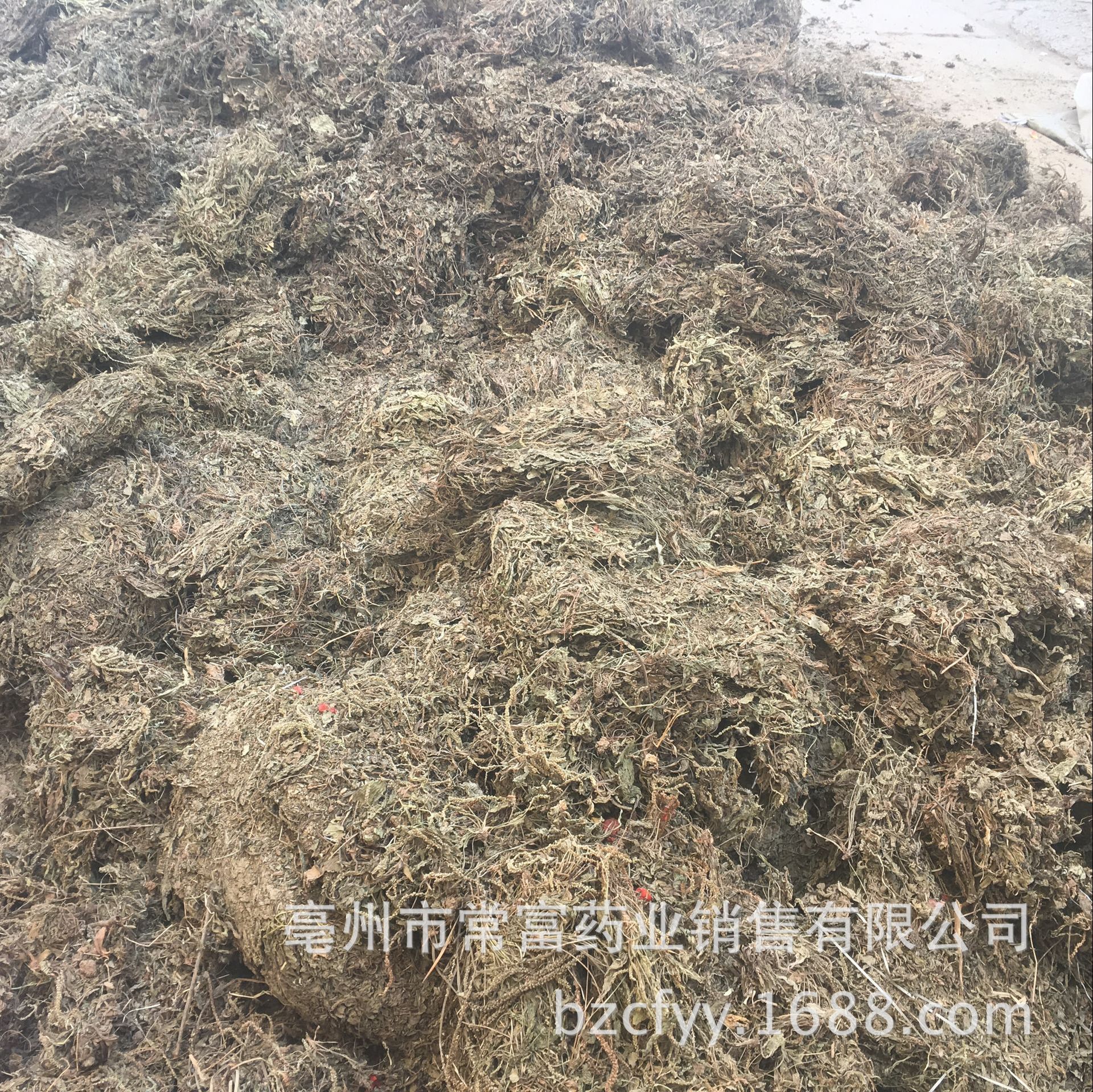 Dried Plantain Herb Che Qian Cao Whole Plant Loose Herbal Tea 500g specifications