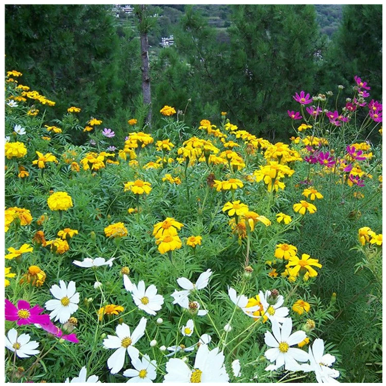 Трава цветок семена многолетние дикие цветы сочетание цветов семян сортов полное большое количество скидка