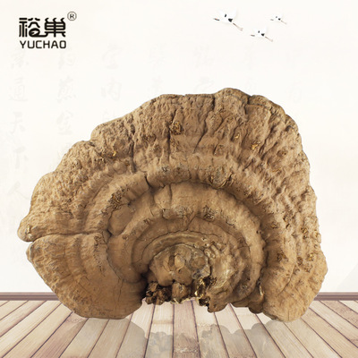 裕巢精選野生靈芝   藏民采摘平蓋靈芝    散裝靈芝批發