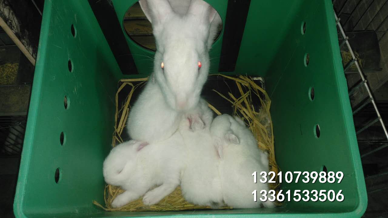 塑料兔子带垫板产箱镀锌板母兔产子箱厂家直销