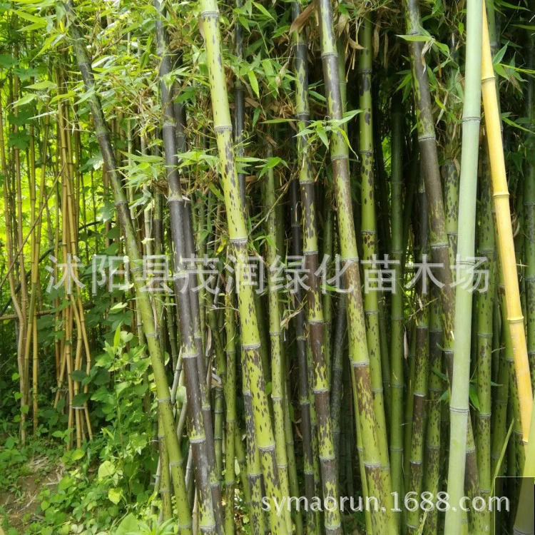 Двор Бамбук Зеленый Бамбук Золотой Инкрустированный Нефрит Бамбук Фиолетовый Бамбук Luohan Бамбук Xiangfei Бамбуковый панцирь черепахи Бамбуковый Ландшафтный проект Бамбуковая рассада