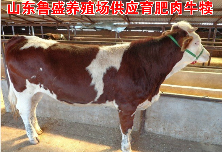 鲁西黄牛鲁西黄牛鲁西黄牛鲁西黄牛鲁西黄牛鲁西黄牛鲁西黄牛鲁西黄牛鲁西黄牛鲁西黄牛鲁西黄牛鲁西黄牛鲁西黄牛鲁西黄牛鲁西黄牛鲁西黄牛一头肉牛的利润一西门达尔孕牛鲁西黄牛肉牛养殖场
