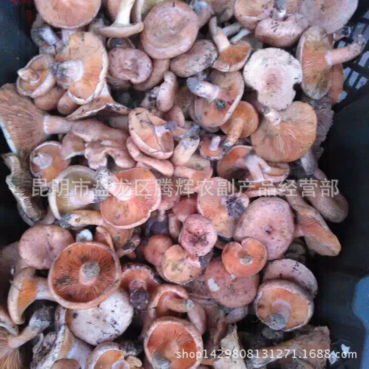 云南特产野生菌 南瓜菌 新鲜重阳菌 古熟菌 铜绿菌 寒菌产地批发-阿里巴巴
