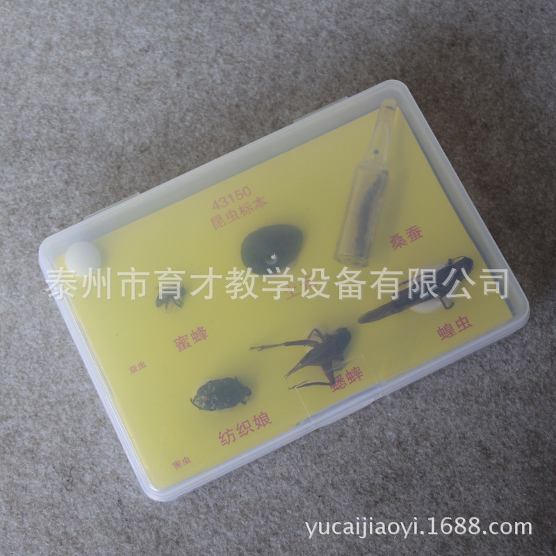 43150昆虫标本小学科学教学仪器