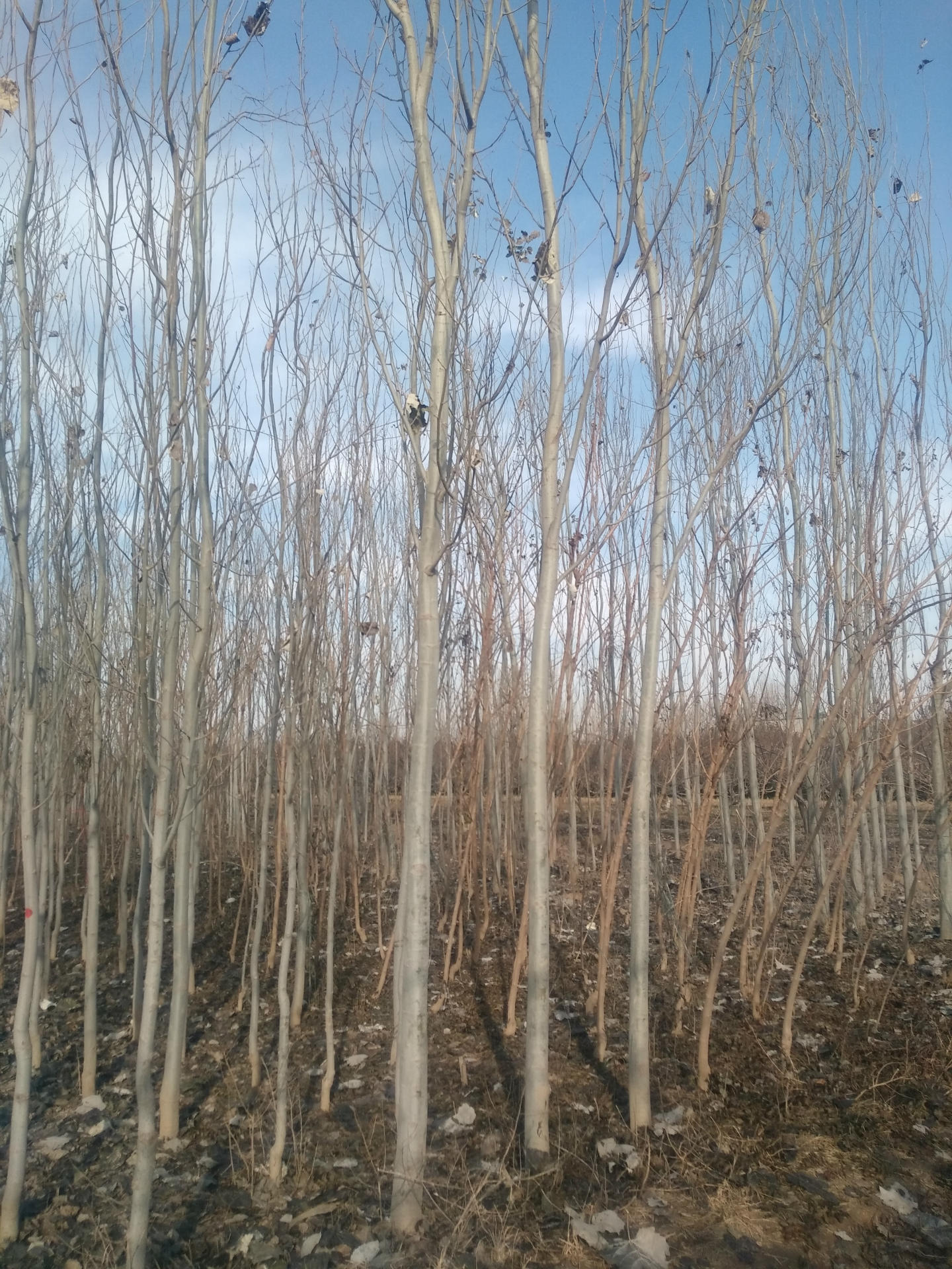 河北 窄冠一号 宽冠 毛白杨 北京杨 河北杨 新疆杨 银中杨 小叶杨-阿里巴巴