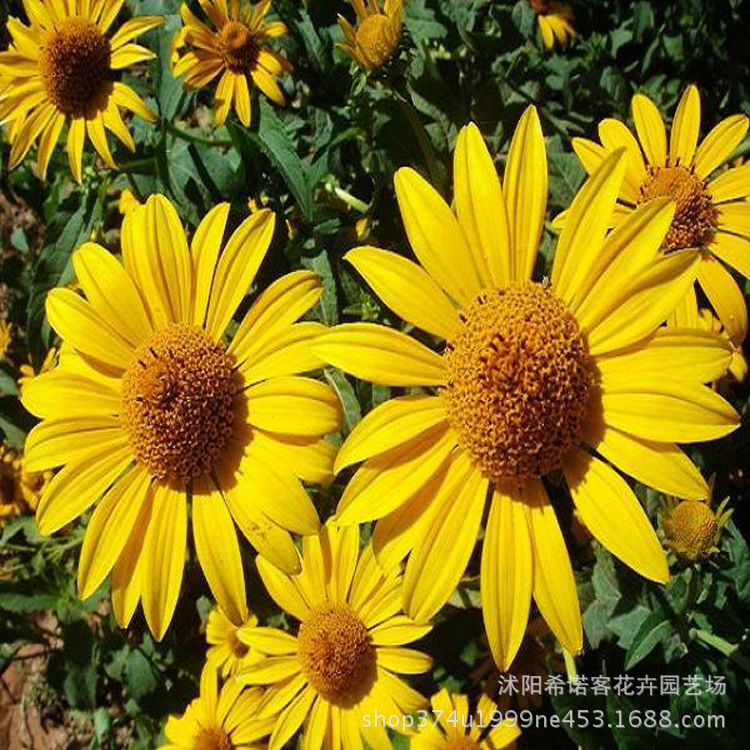 批发 日光菊种子 当年种子 品种齐全 日光菊种子 发芽率高日光菊|ru