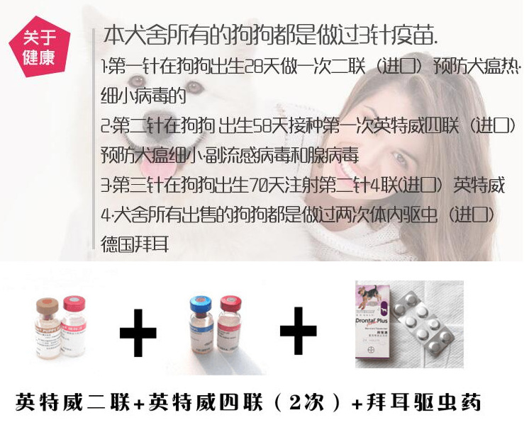 低价精品纯种金毛幼犬 全国可送 健康包邮