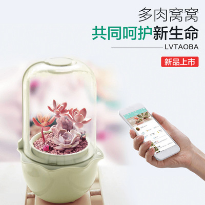 創意室內辦公室桌面多肉肉植物生態瓶微景觀花盆綠植盆景盆栽窩窩